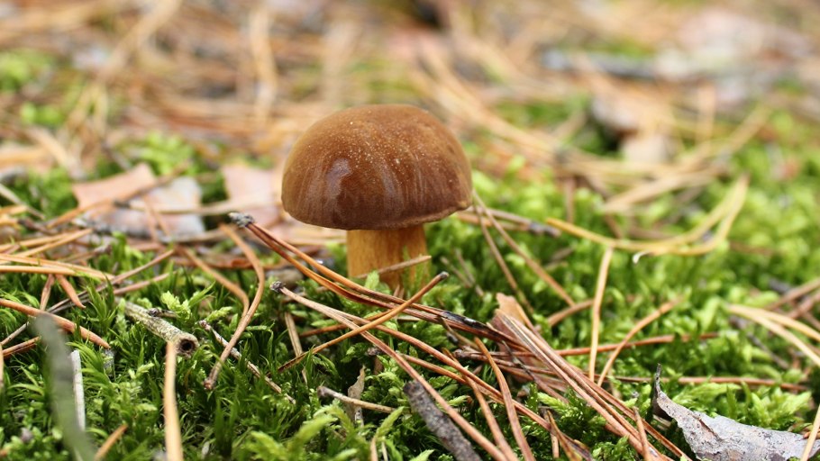 Моховик польский гриб