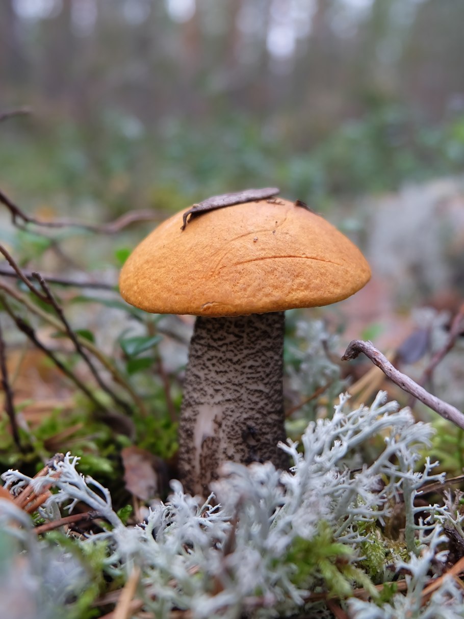 Грибы в природе