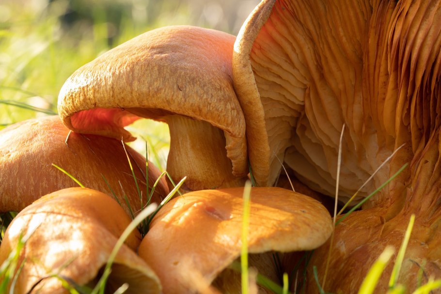 Грибы осень