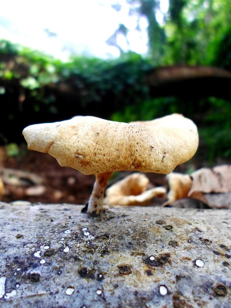 Трутовик изменчивый (polyporus varius)
