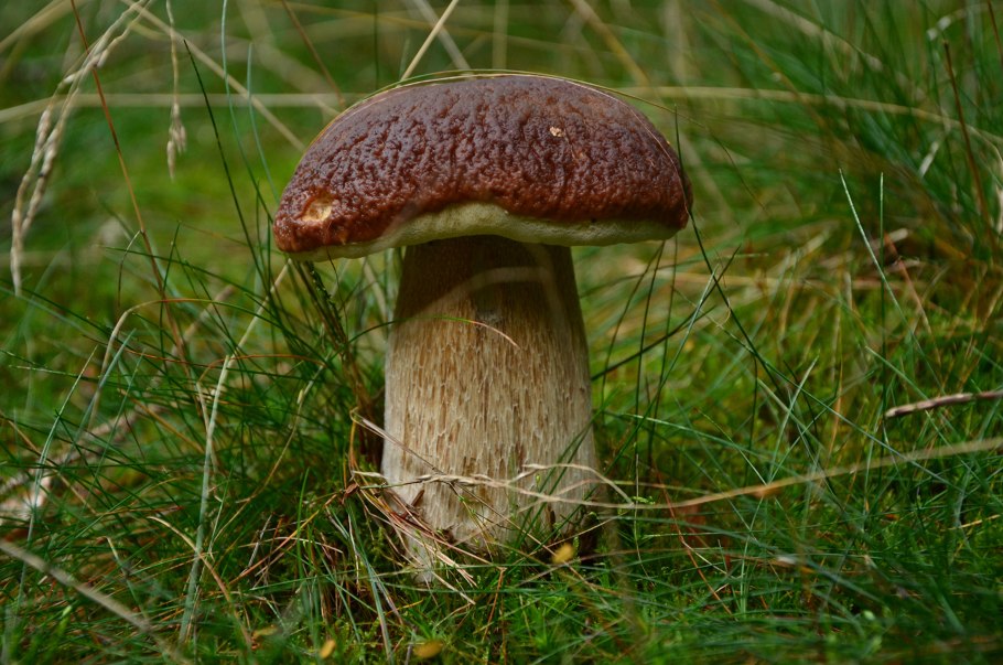 Гриб боровик