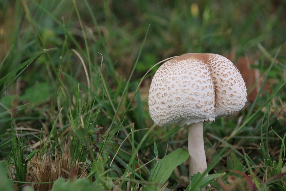 Гриб зонтик девичий macrolepiota puellaris