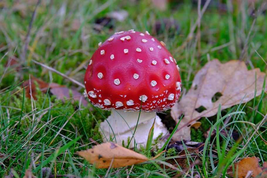 Мухомор amanita muscaria