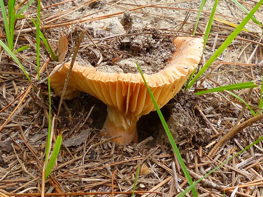 Рыжик еловый (lactarius deterrimus)