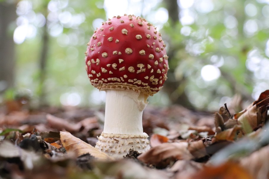 Королевский мухомор и пантерный