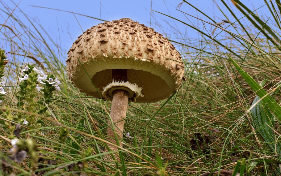 Зонтик пёстрый macrolepiota procera