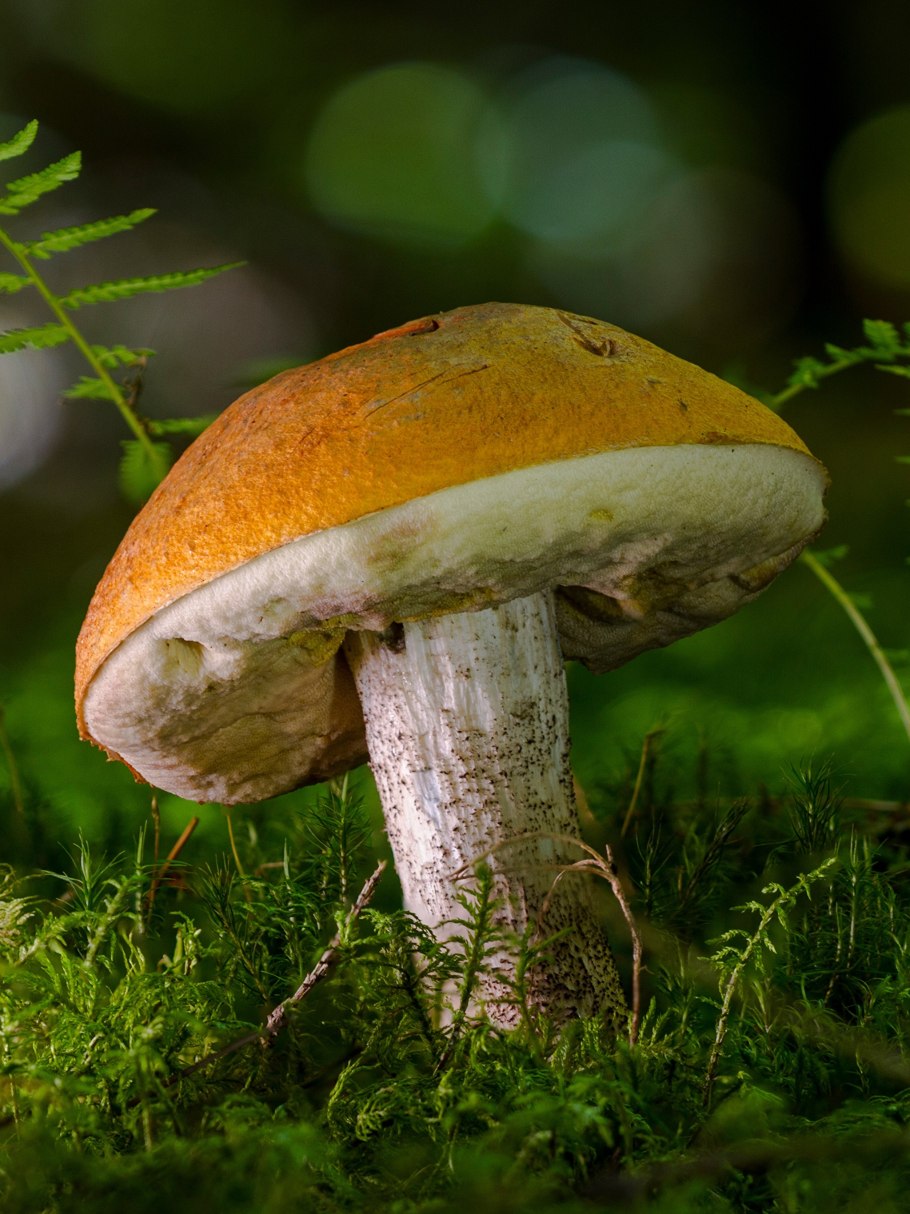 Гриб подосиновик