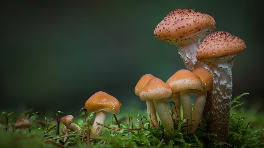 Гриб опёнок осенний