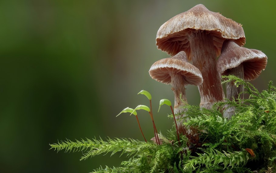 Съедобные пластинчатые грибы