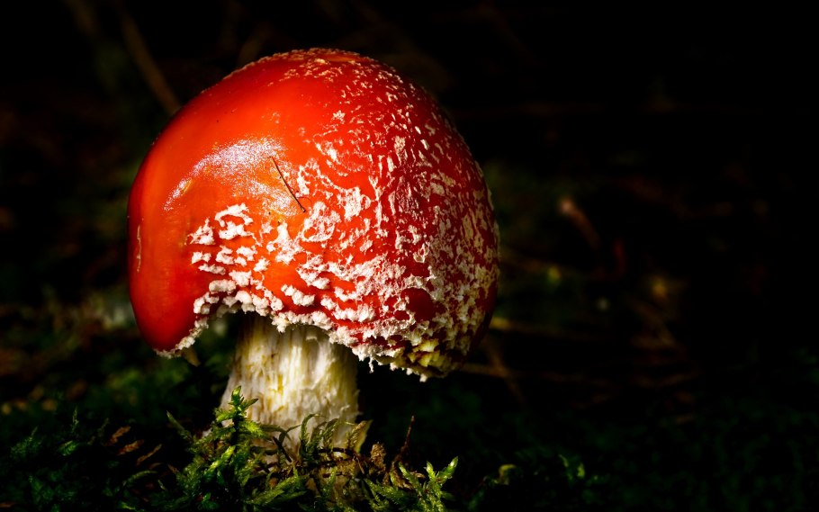 Гриб мухомор
