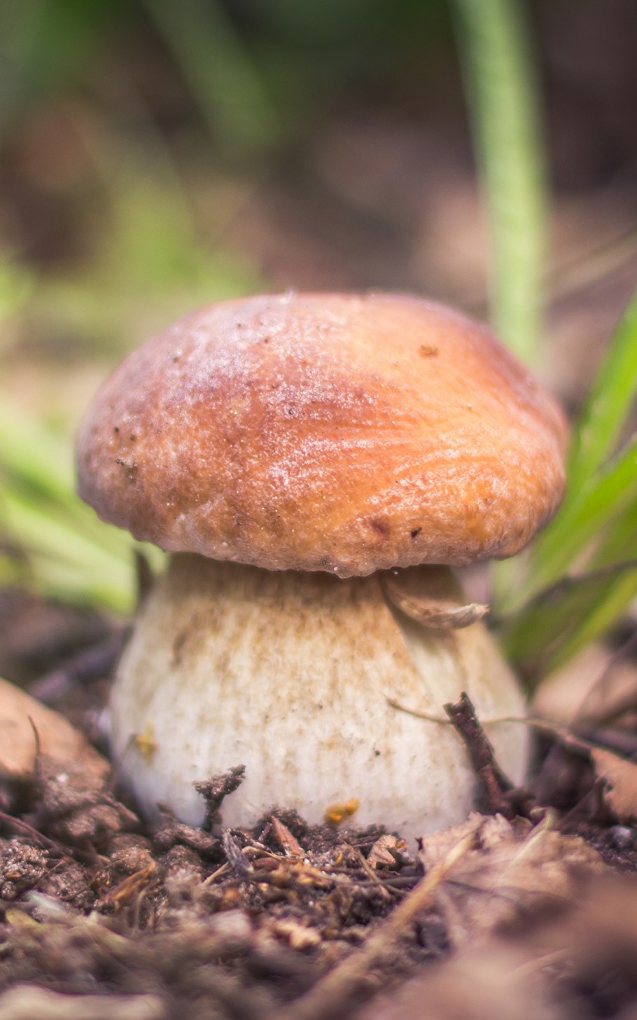 Подболотовик гриб