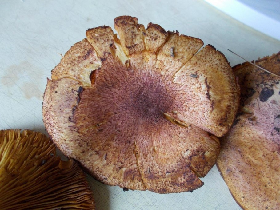 Рядовка желто-красная Tricholomopsis rutilans съедобная