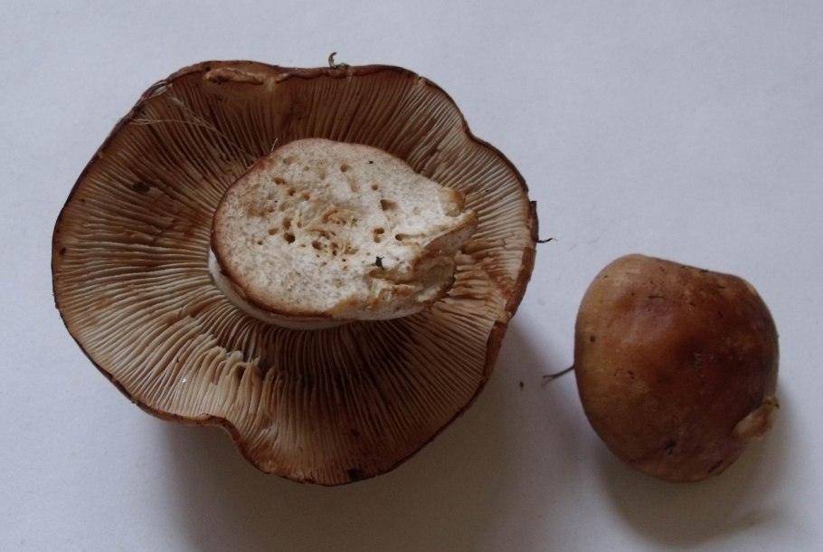 Рядовка скученная Lyophyllum decastes