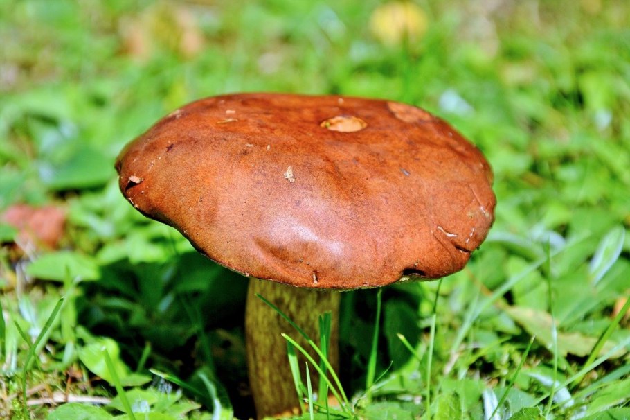 Cortinarius brunneus