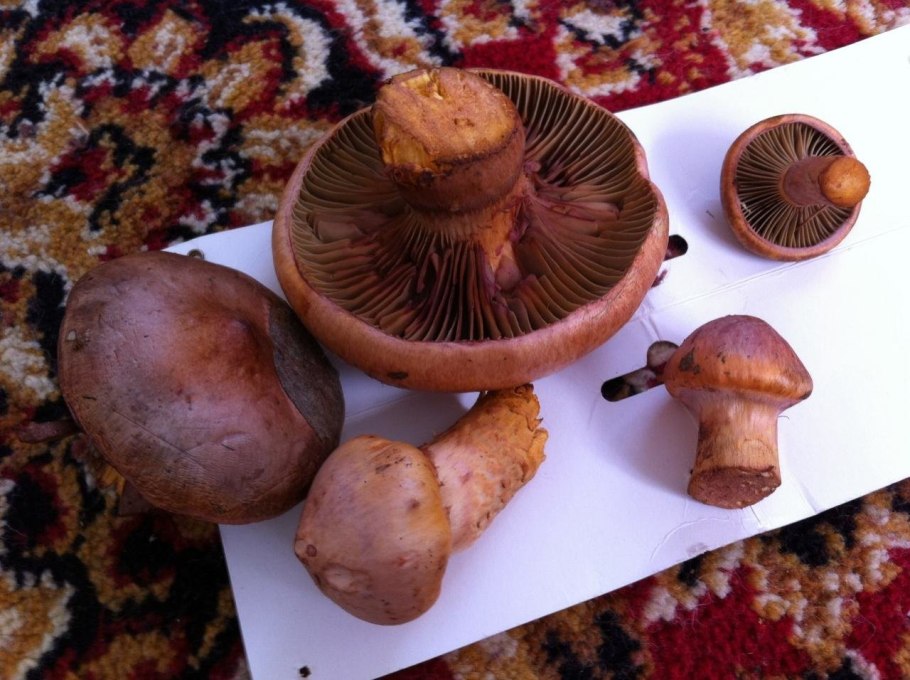 Рядовка перевязанная Tricholoma focale
