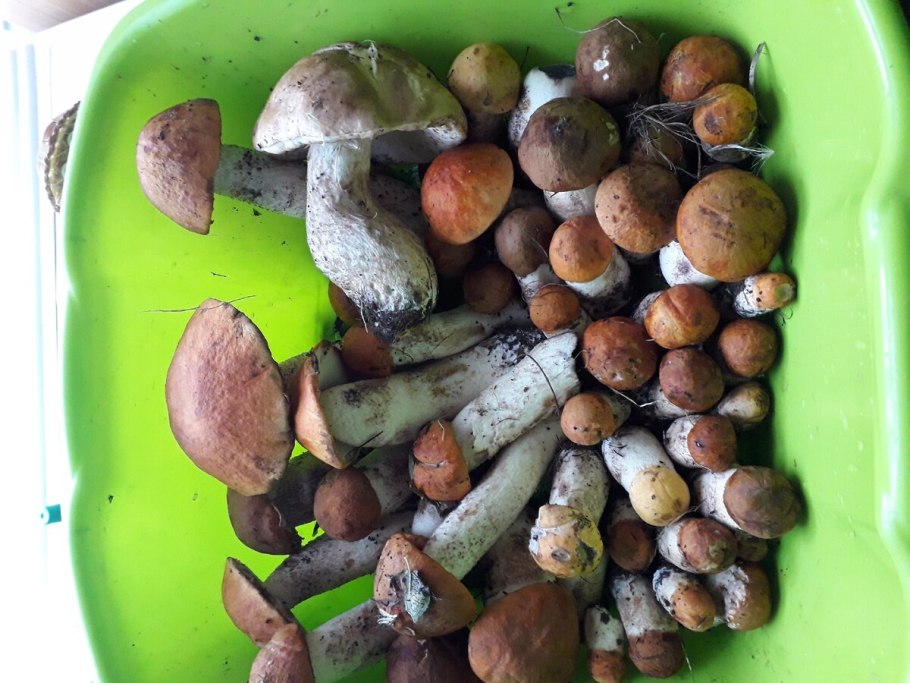 Сушёные красноголовики