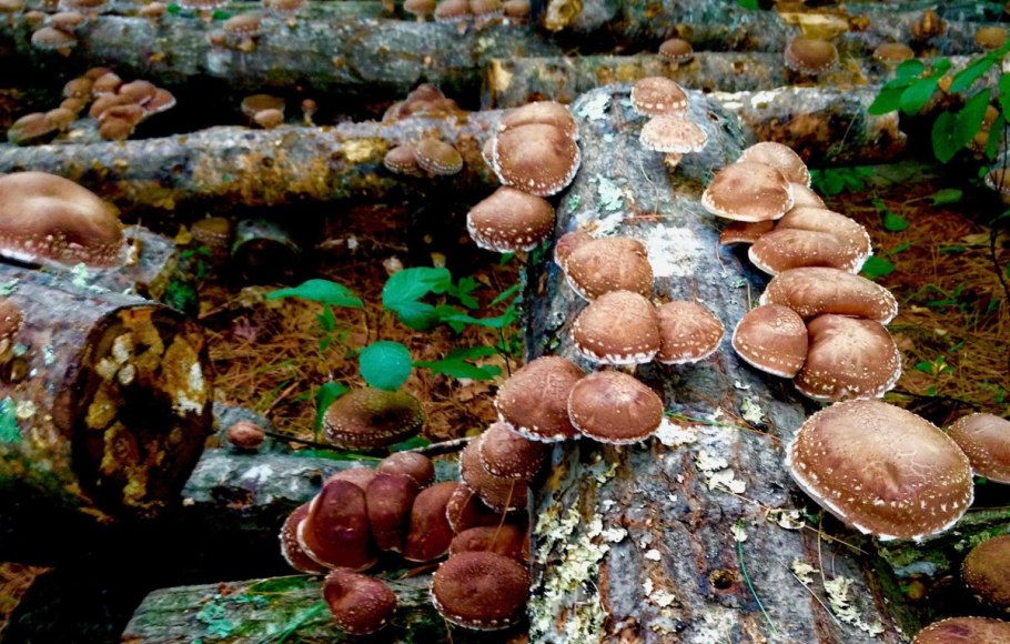 Опята парниковые