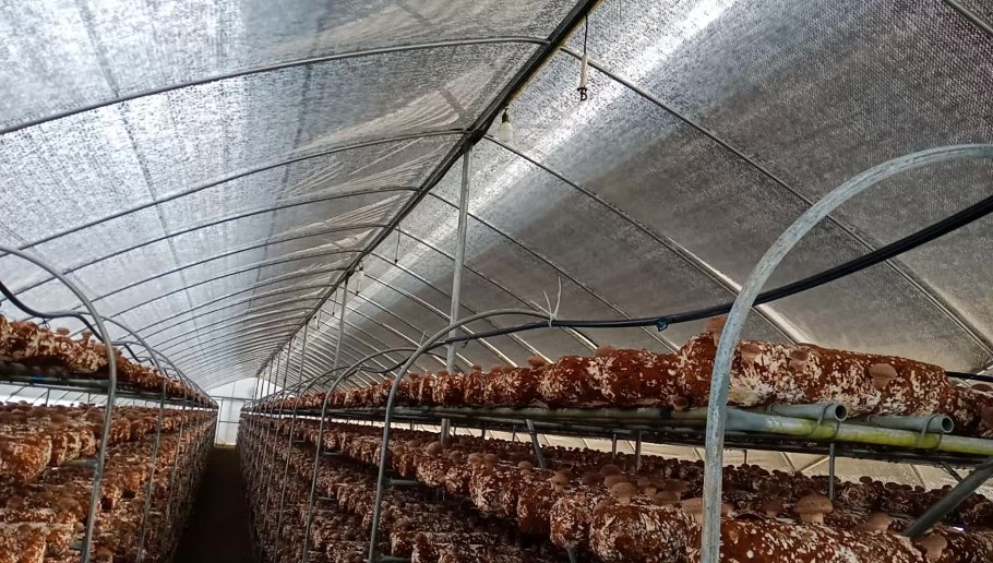 Теплица для грибов