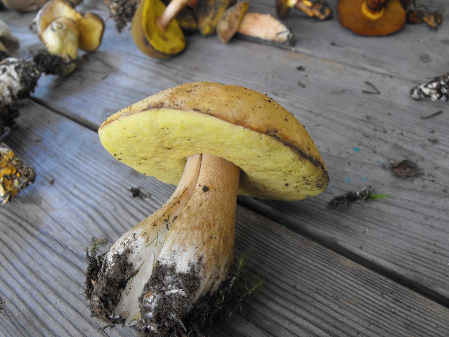 В теплице желтый гриб что это