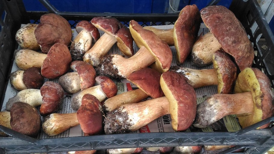 Кг белых грибов