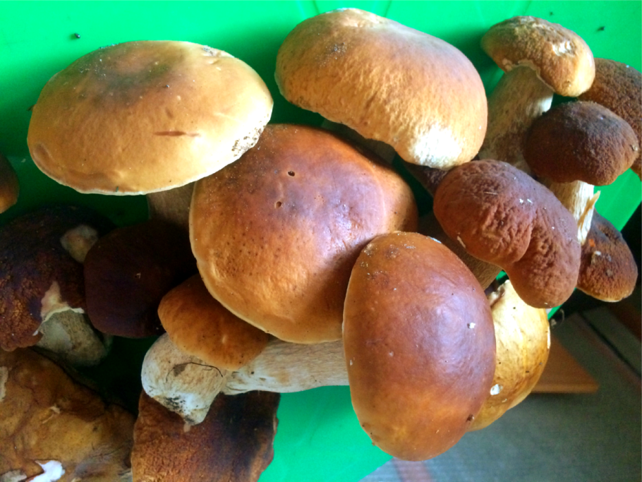 Домашняя грибница белых грибов