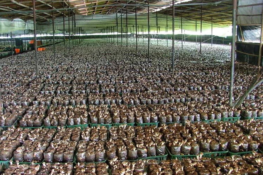 Грибная ферма белых грибов