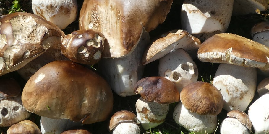 Выращивать белые грибы на продажу