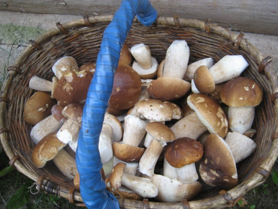 Белый гриб и Боровик отличия