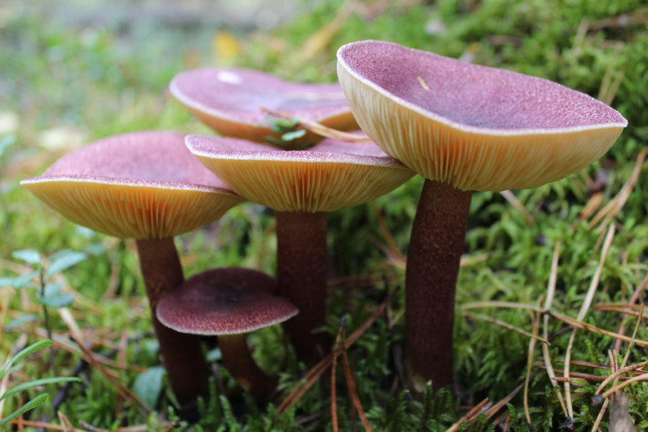 Рядовка желто-красная Tricholomopsis rutilans съедобная