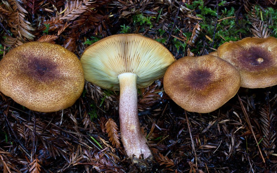 Рядовка желто-красная Tricholomopsis rutilans