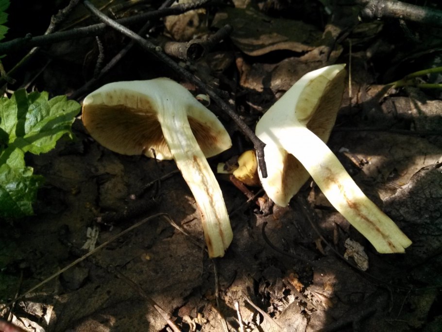 Гриб рядовка красная