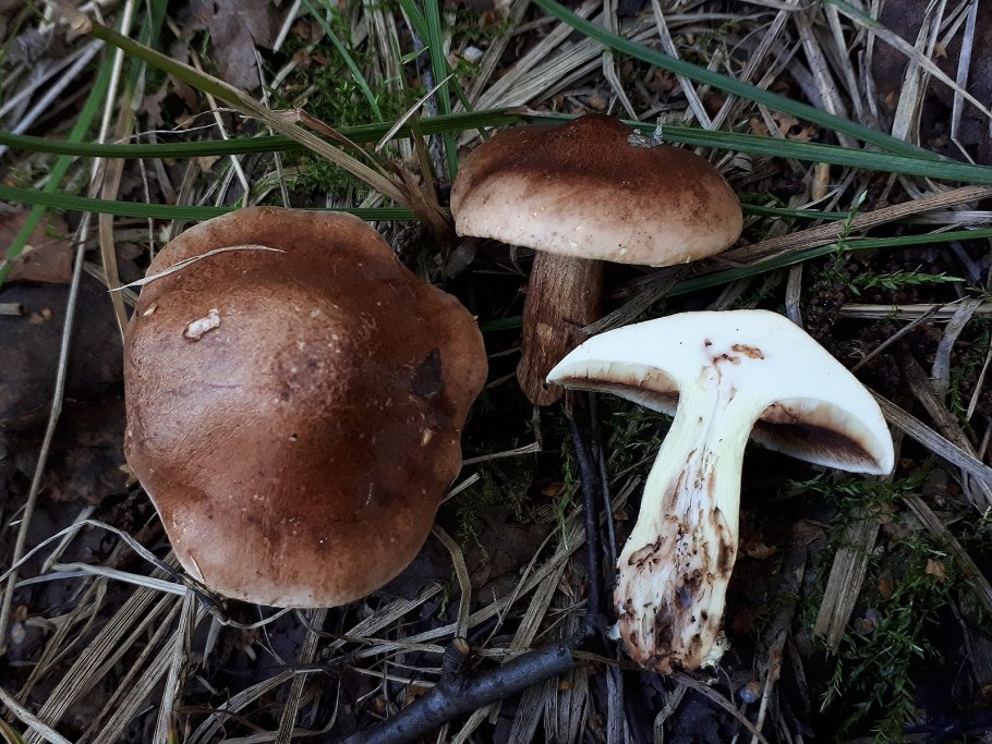 Рядовка буро-желтая Tricholoma fulvum