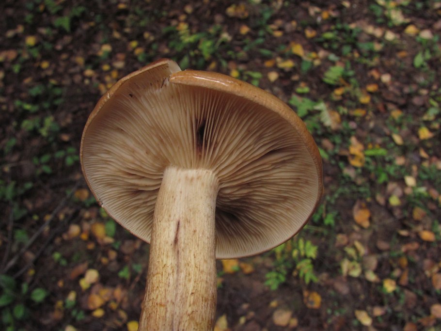 Грибы рядовка желто бурая