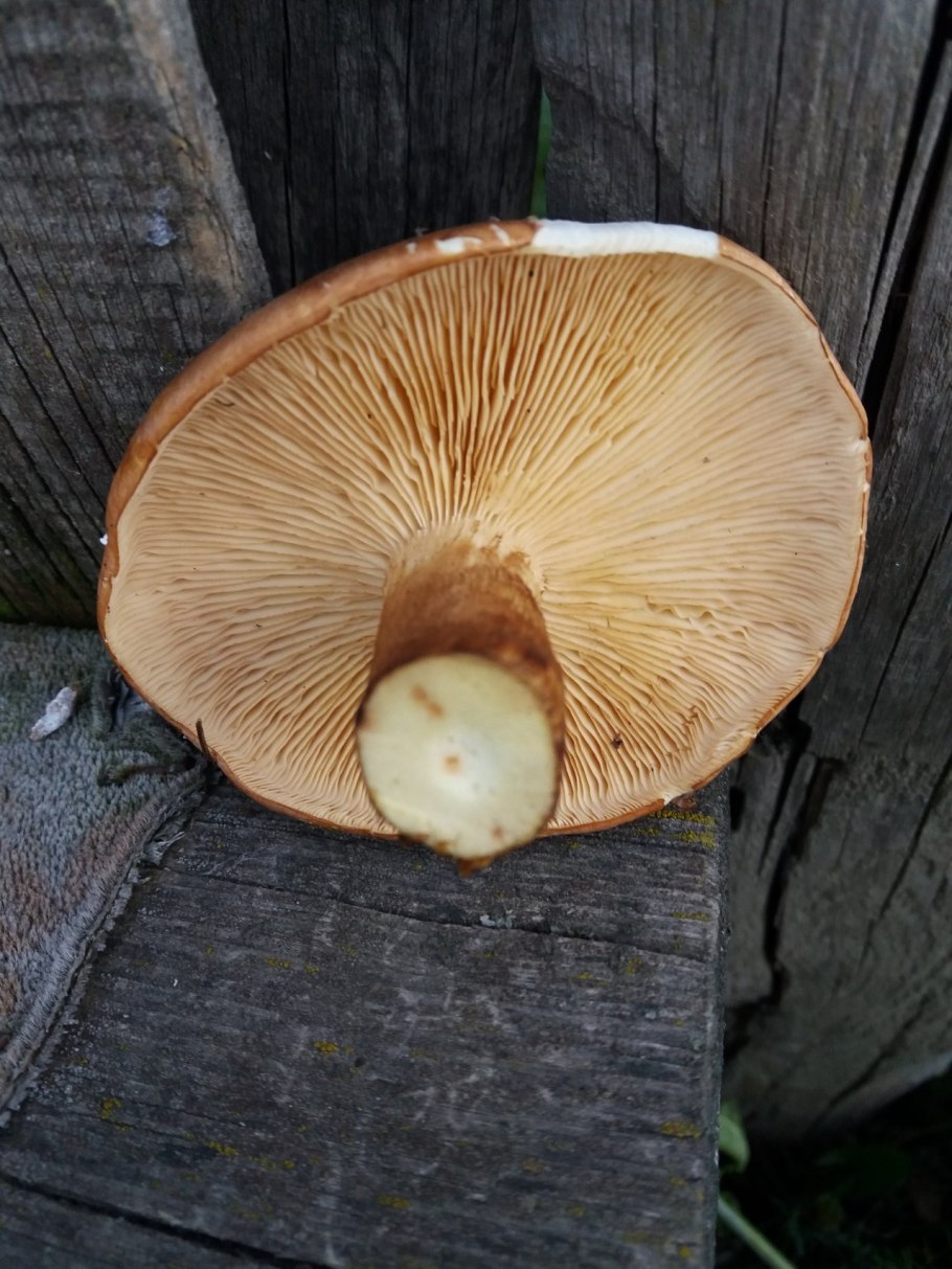 Tricholoma flavobrunneum