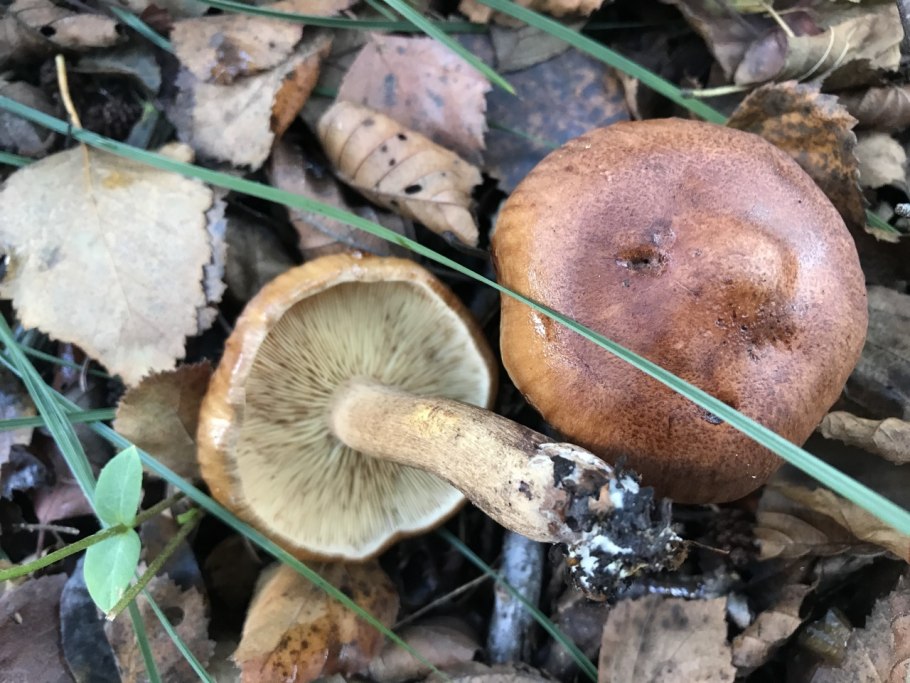 Рядовка буро-желтая Tricholoma fulvum