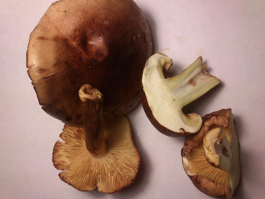 Рядовка буро-желтая Tricholoma