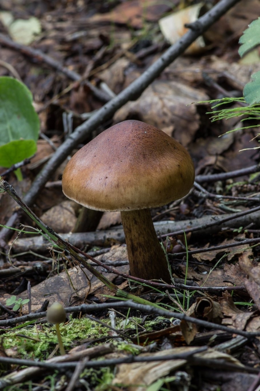 Рядовка буро-желтая Tricholoma fulvum
