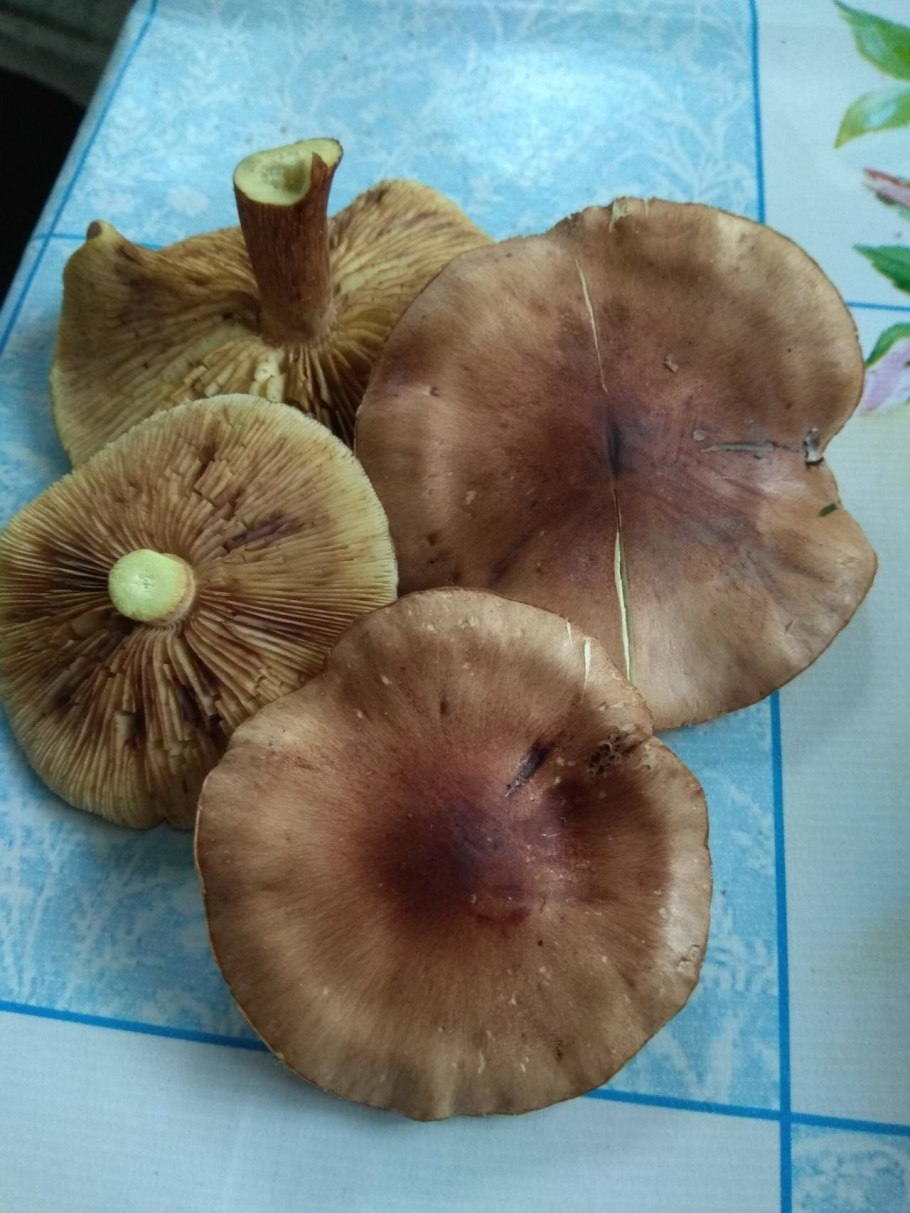 Рядовка красно-бурая