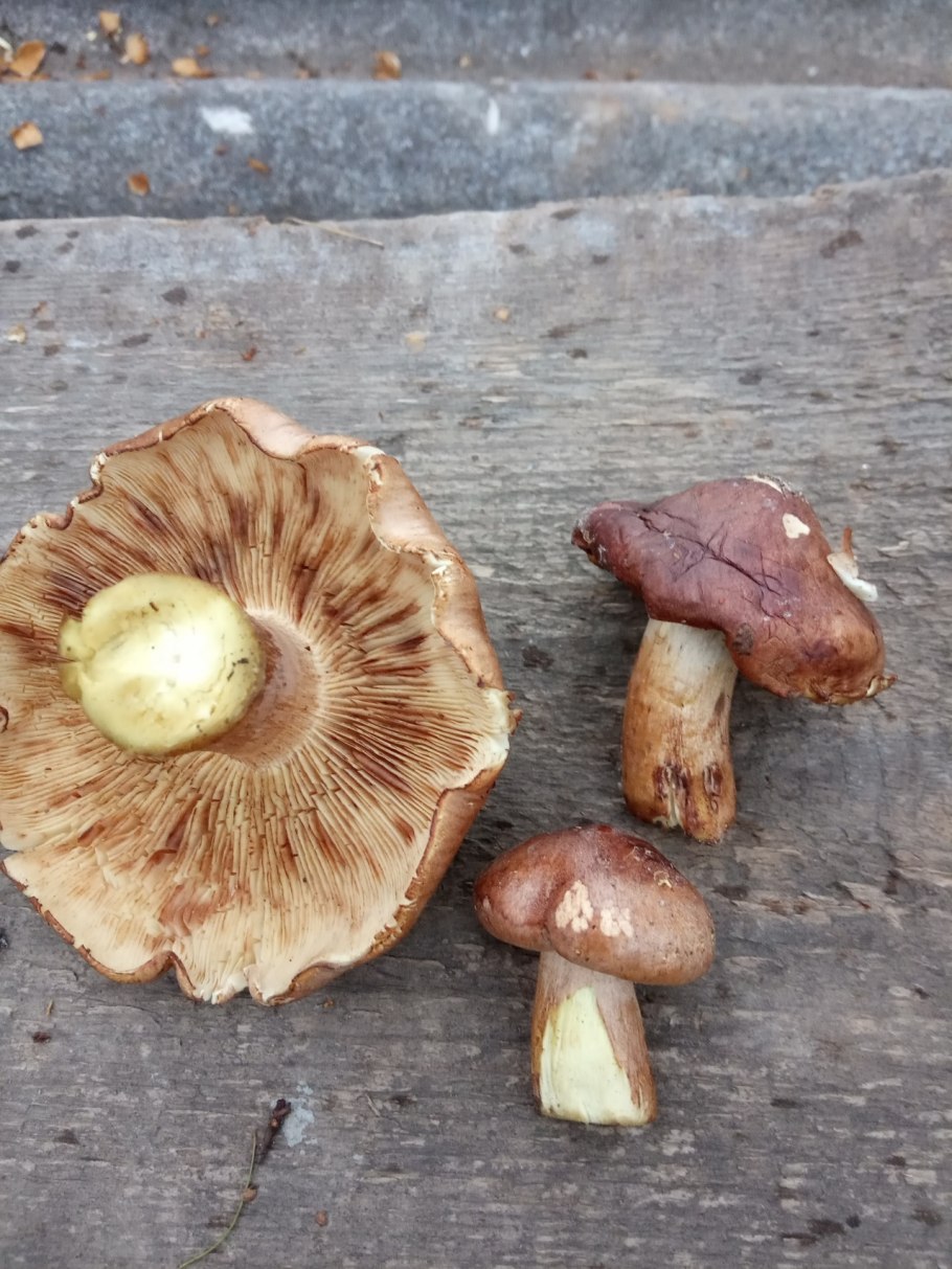 Рядовка буро-желтая Tricholoma