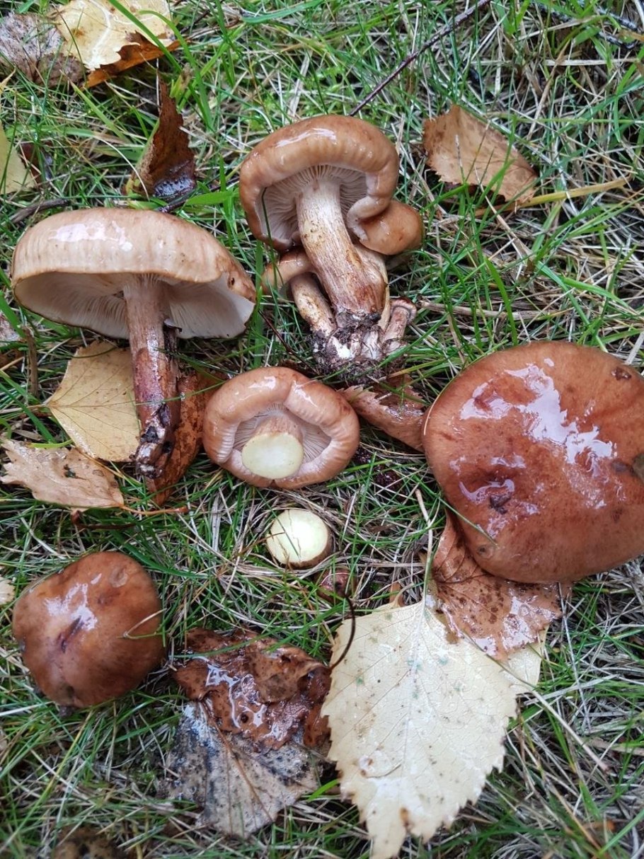 Рядовка желто бурая