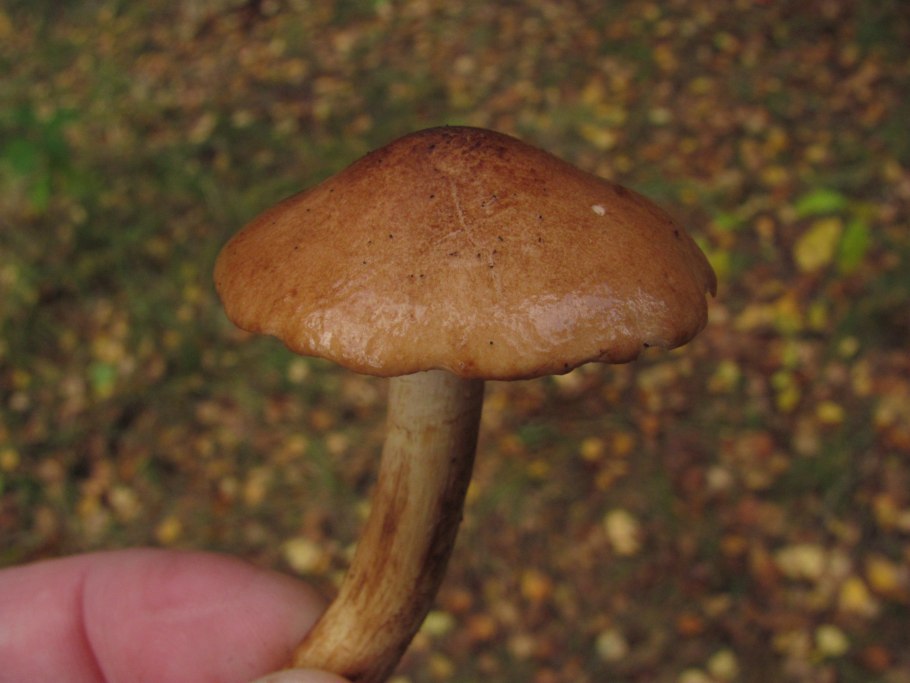 Рядовка маслянистая