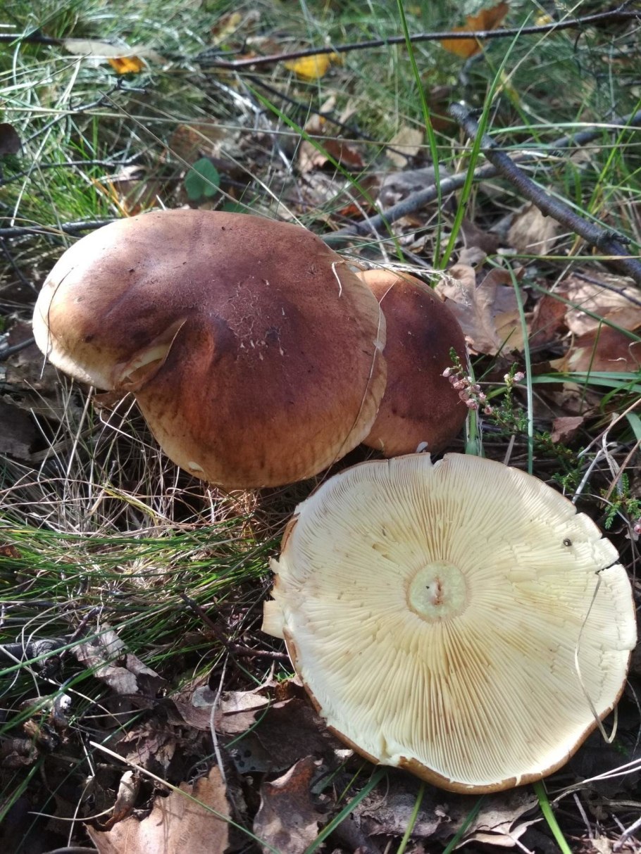 Рядовка буро-желтая Tricholoma fulvum