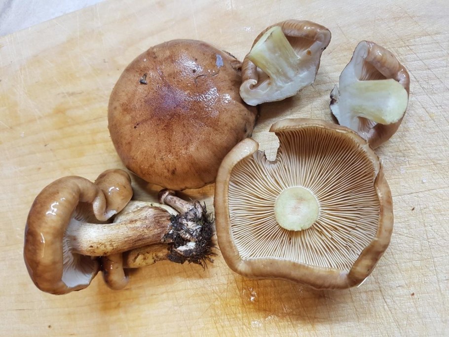 Рядовка буро-желтая Tricholoma