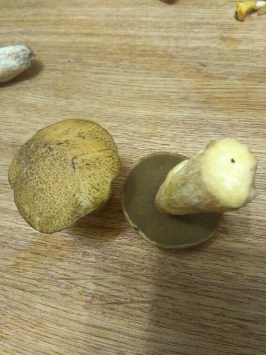 Желто бурый масленок на срезе