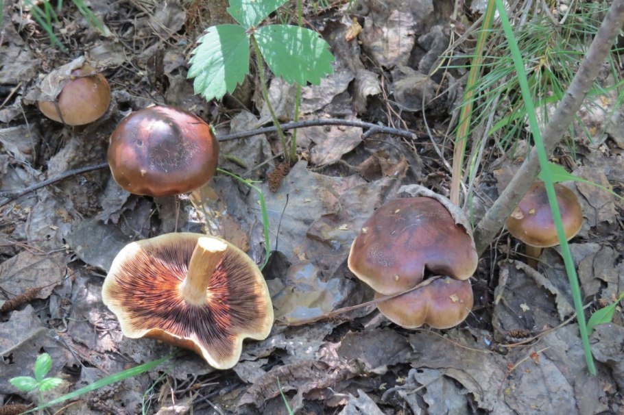 Рядовка буро-желтая Tricholoma fulvum