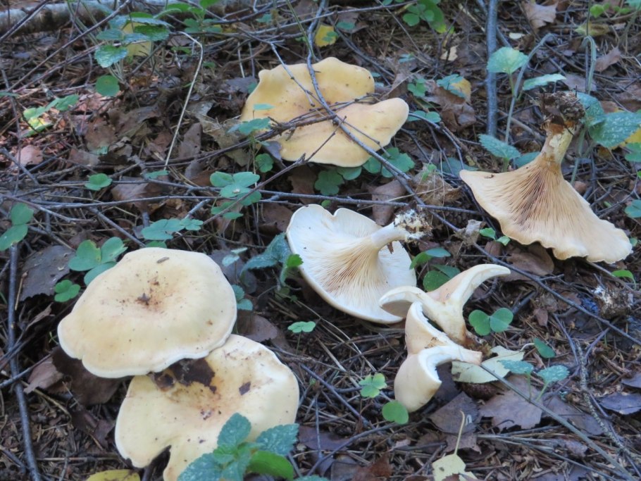 Tricholoma золотистая