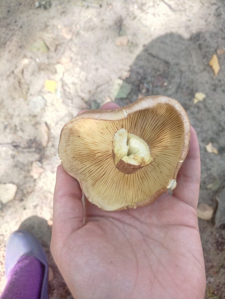 Говорушка буро-желтая рядовка