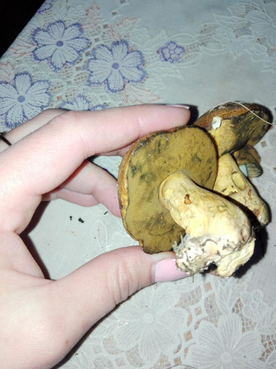 Масленок синеет