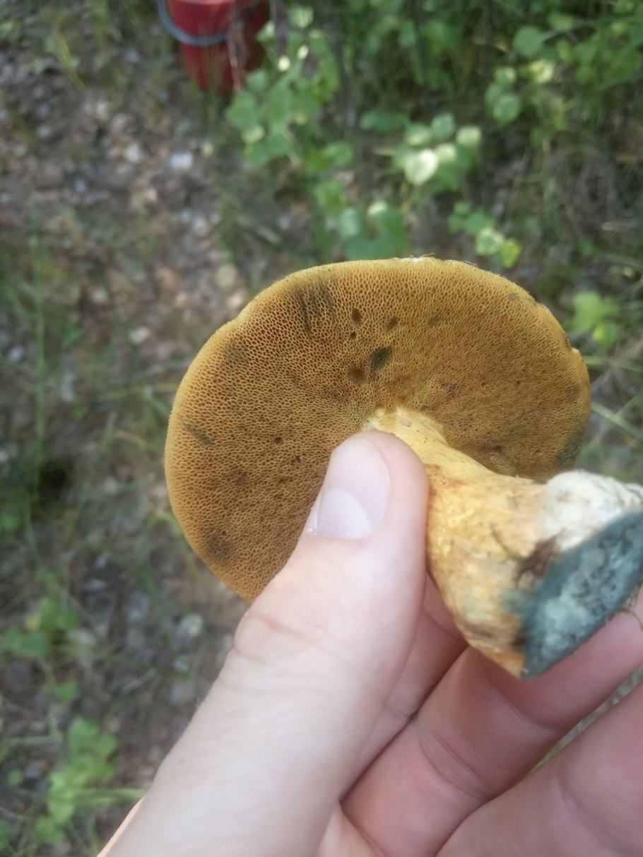 Suillus variegatus