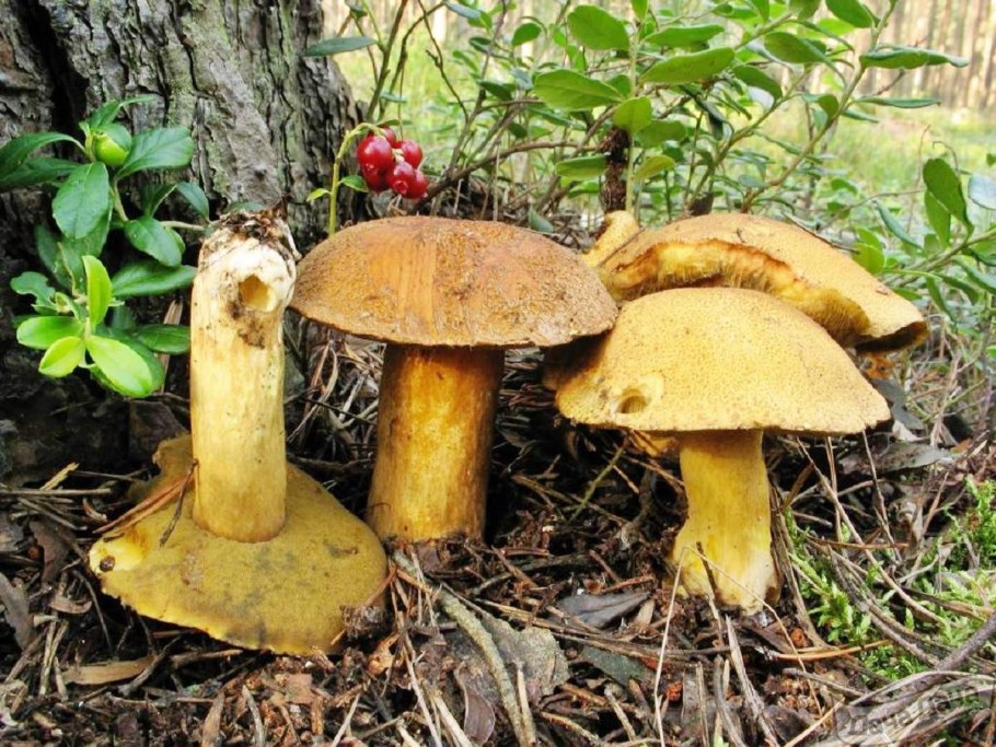 Моховик желто-бурый (Suillus variegatus)